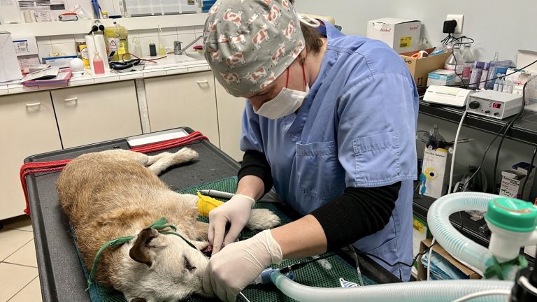 franceinfo junior.  A veterinarian answers children’s questions