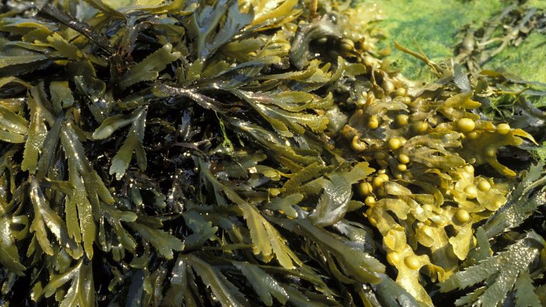 giant underwater algae provide us with unsuspected services