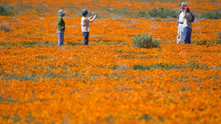 in California, the simultaneous blooming of millions of wildflowers draws crowds