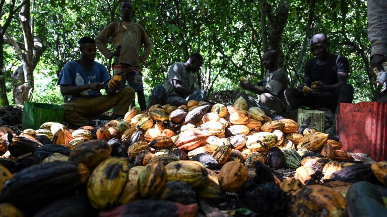 in Ivory Coast, 30% of cocoa comes from protected forests despite new European rules