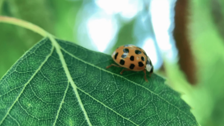 ladybug larvae as a natural insecticide