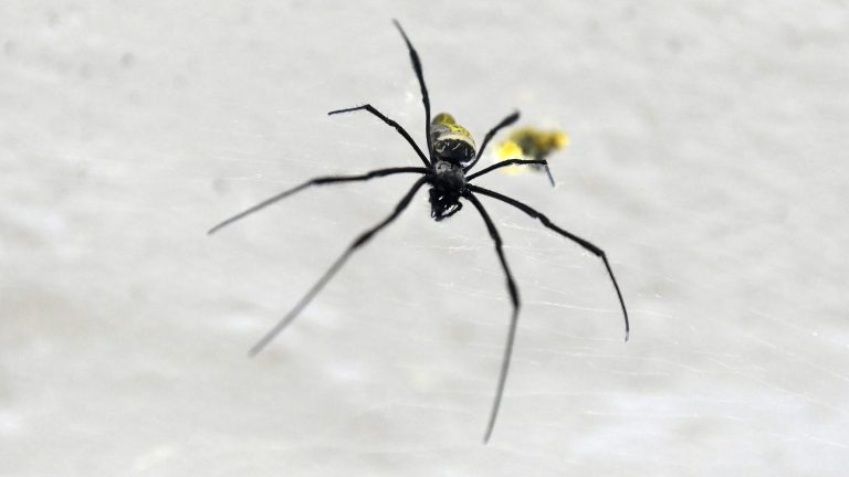 nearly 300 species of spiders are at risk of extinction in France