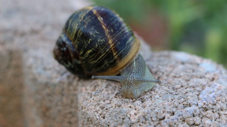 take a picture of the snails to help science