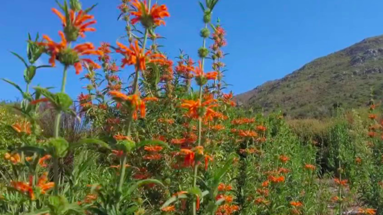 the Kirstenbosch, a unique garden in the world