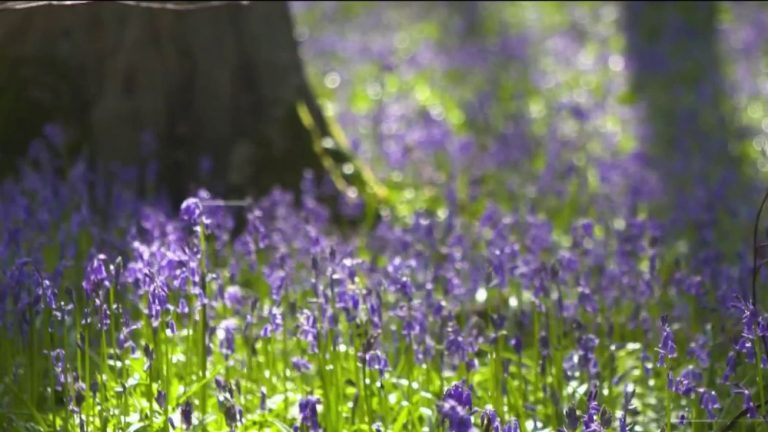 the blue forest of Belgium which attracts all eyes