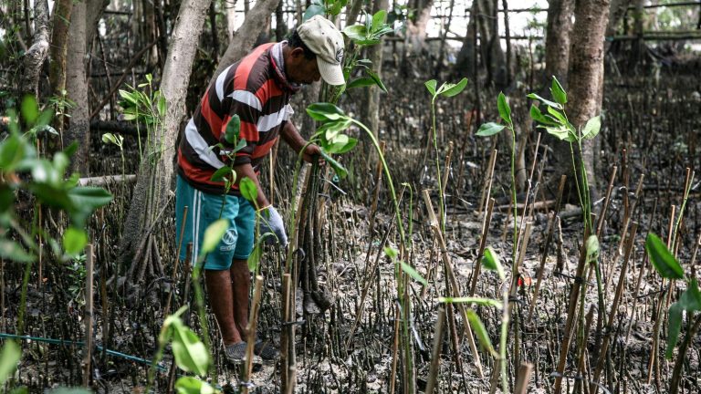 the disproportionate efforts of “mangrove man” to restore the mangroves of Vypin Island