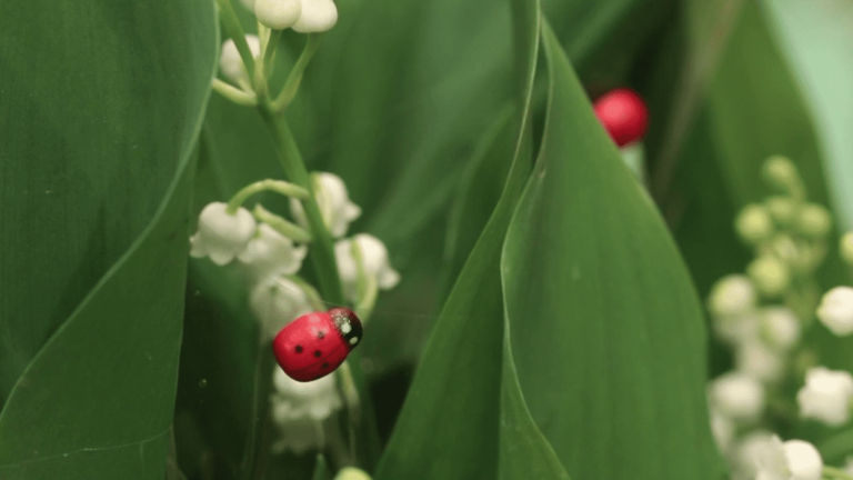 the more expensive lily of the valley sprig this year