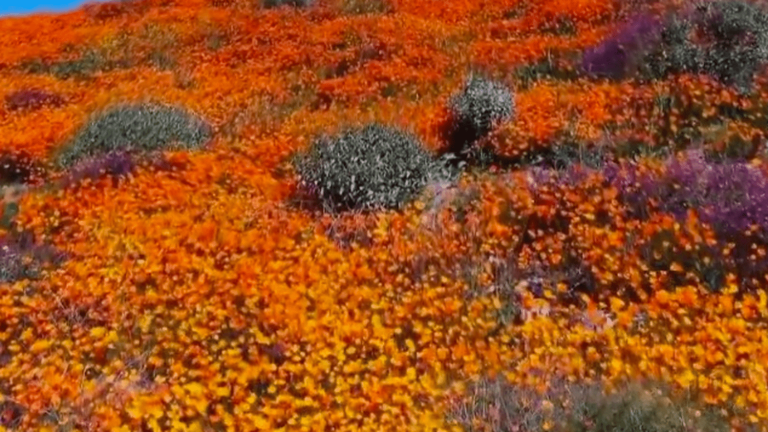 the “superbloom”, a delight for the eyes and good news for California