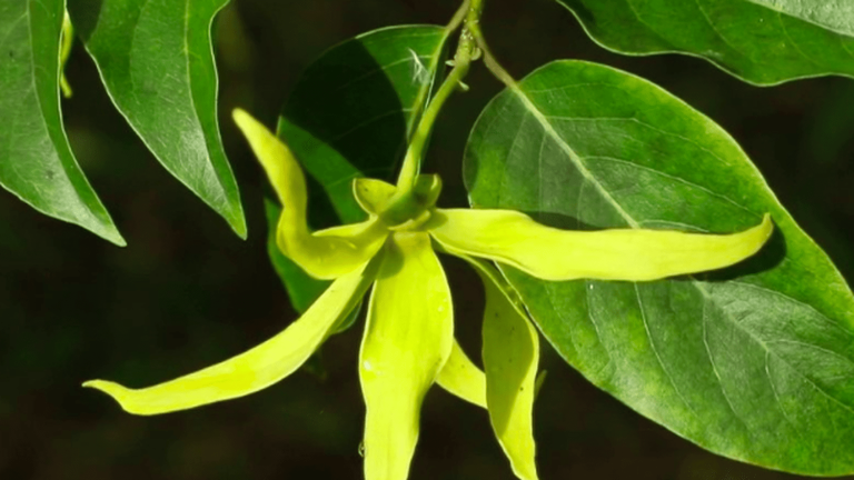 the ylang-ylang flower, the captivating scent of Mayotte