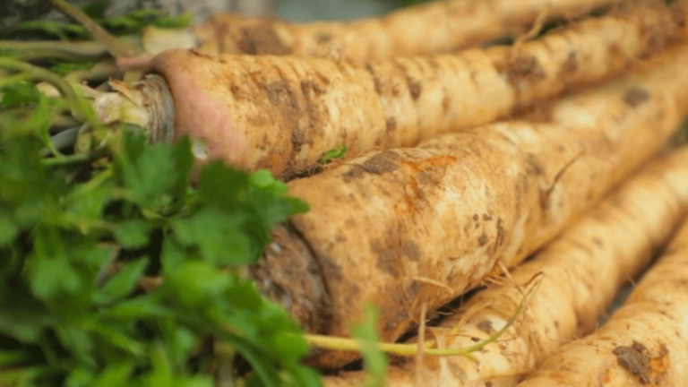 tuberous parsley, a vegetable of yesteryear back in the spotlight