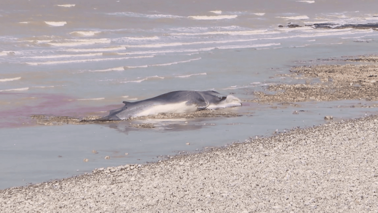 two whales stranded not far from the Fécamp wind turbine site