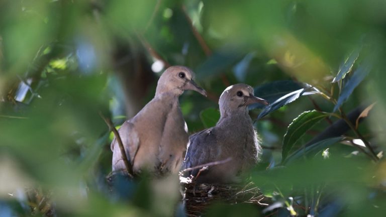 wildlife suffers from lack of water, warns the League for the Protection of Birds