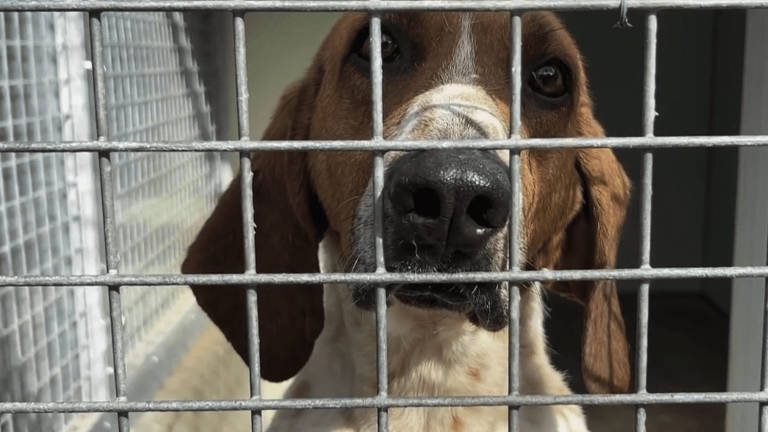 15% increase in animal abandonment in March