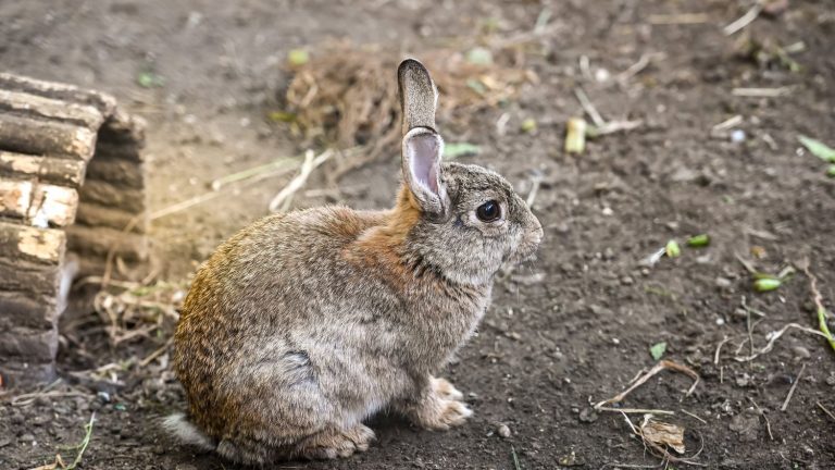 In the skin of information.  What you need to know about the draft decree which targets the wild rabbit in Paris