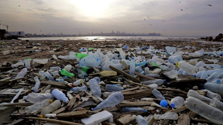 240 species of “plastic-eating” fungi and bacteria identified in a swamp in China