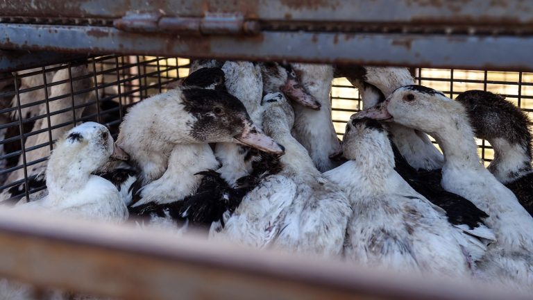 900,000 animals were slaughtered in one month