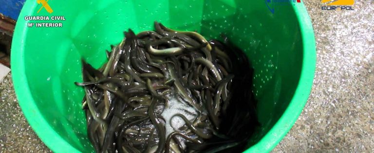 A baby eel trafficking network, sold at exorbitant prices in Asia on the black market, dismantled in Europe