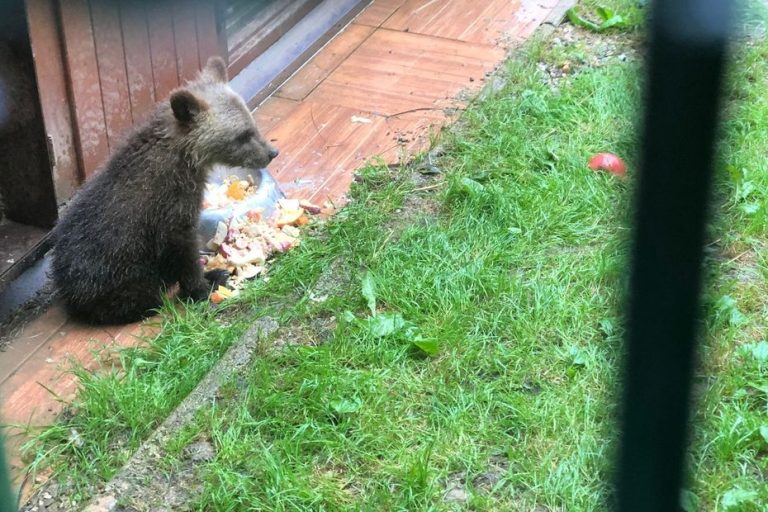 A look back at the incredible story of the baby bear Douillous found alone in the Pyrenees