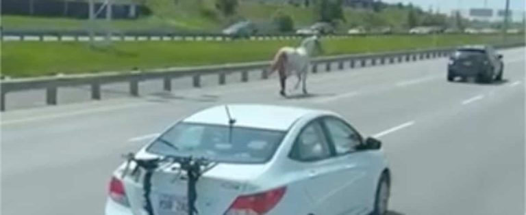 A mare escapes from a trailer and gallops on Highway 40 near Repentigny