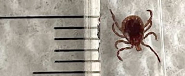 A new species of tick of concern established in Quebec for good in a few years?