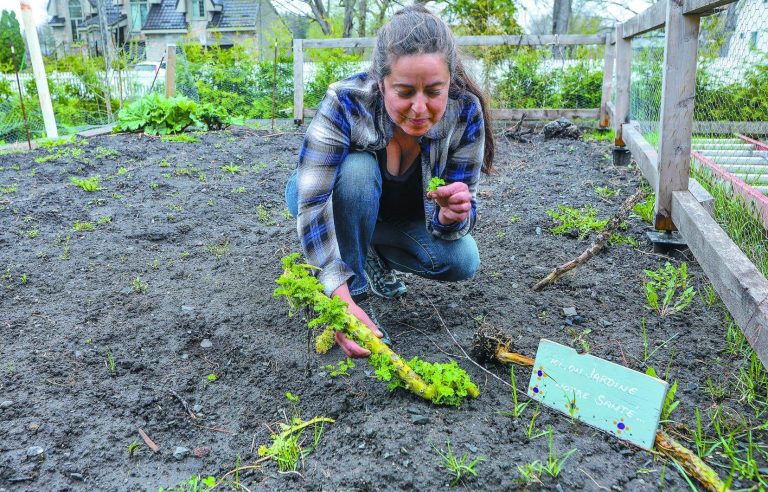 A nourishing forest in your backyard