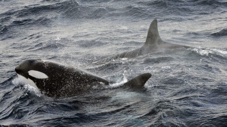 A pack of killer whales attacks the boat of a former Vendée Globe skipper