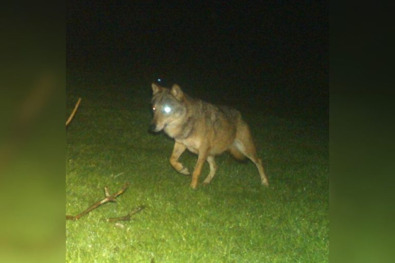 A wolf shot in the Charolais in Saône-et-Loire