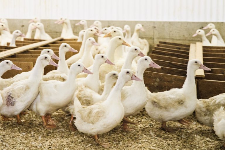 Avian flu cases are more numerous than expected in Quebec