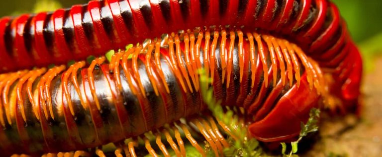 [BALADO] The amazing sex life of centipedes