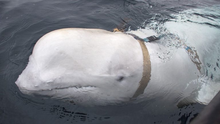 Beluga whale, believed to have been used by Russian Navy, spotted off Sweden