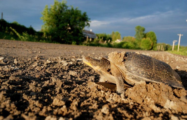 Beware of turtles on the roads of Quebec