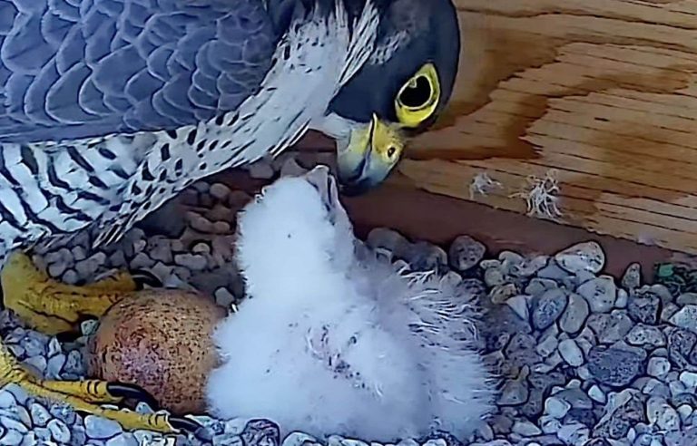 Birth of two falcons at the University of Montreal