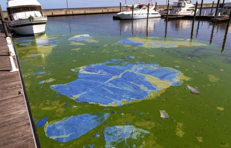 Cleaning Algae From Lakes Without Chemicals