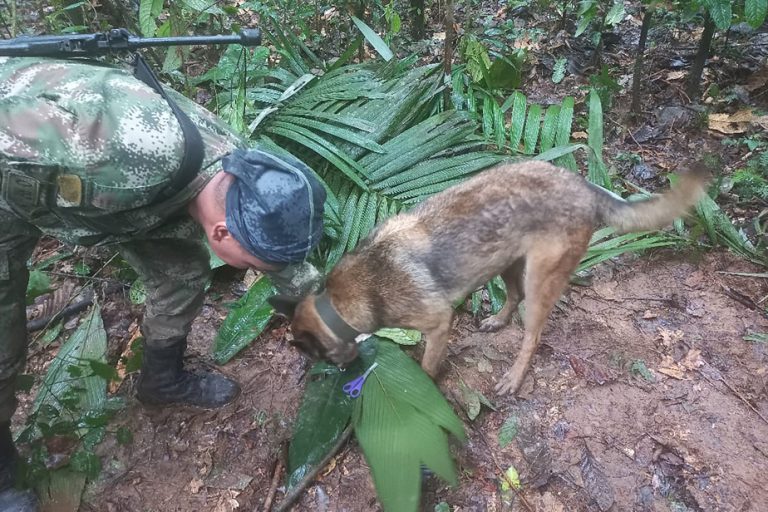 Colombia |  Confusion over the fate of the four children who disappeared in the jungle