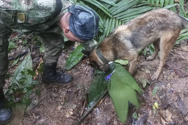 Crash in Colombia |  Lost alone in the jungle for 15 days, four children are found alive