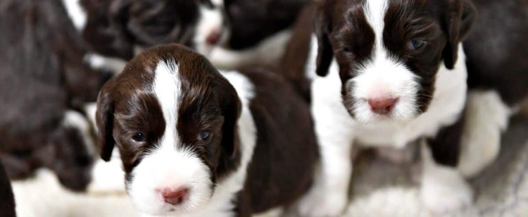 Dog adoption: After the tidal wave of the pandemic, puppies are now struggling to find their families