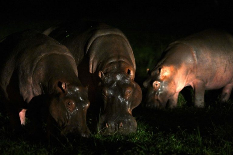 Escobar’s hippos, a tourist attraction turned into a plague