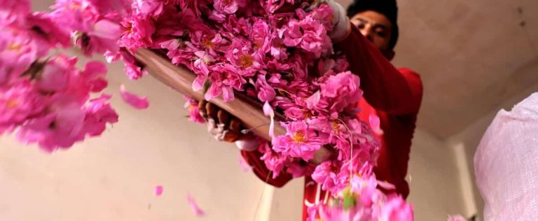 Every year, Lebanese grow, harvest and distill roses to make water