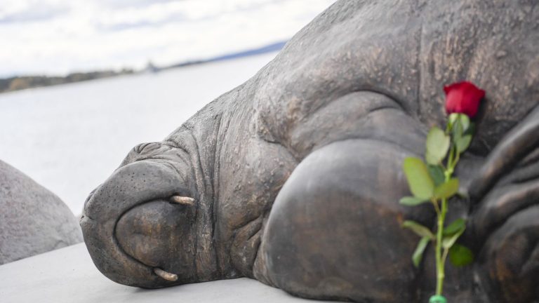 Freya, the female walrus whose slaughter shocked the whole world now has her statue in Oslo