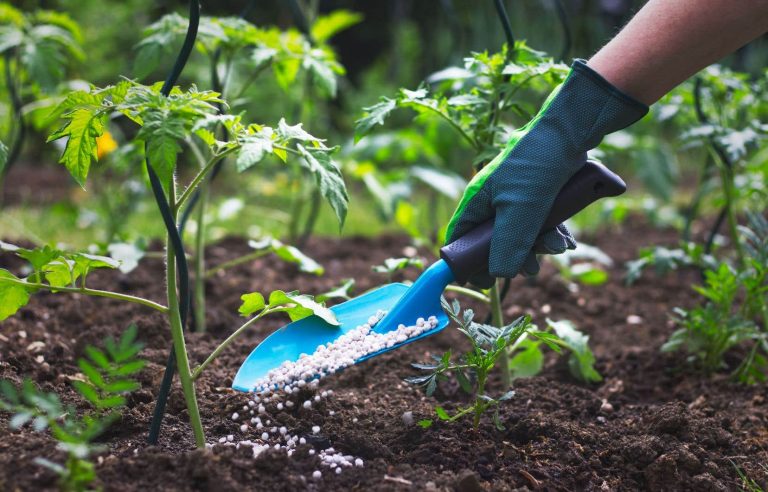 Gardening: all about fertilization