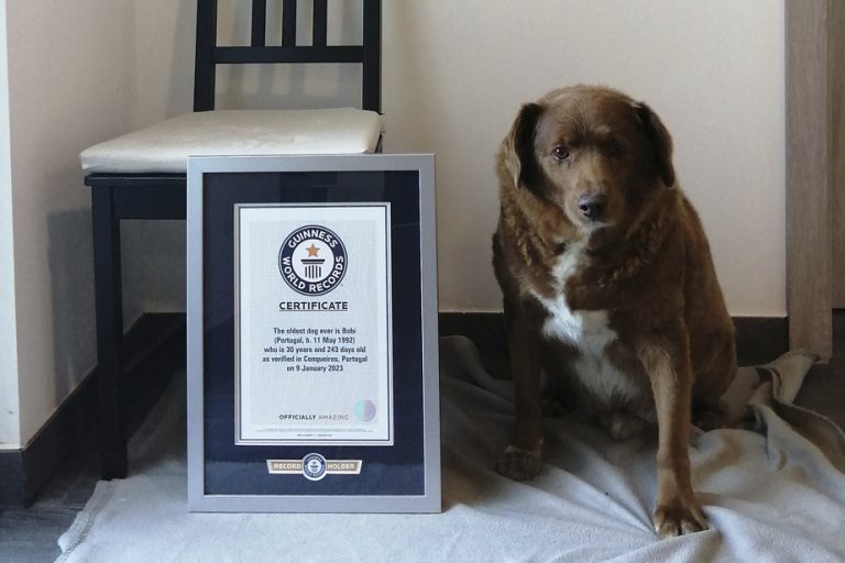 Guinness Book of Records |  The oldest dog in the world is 31 years old