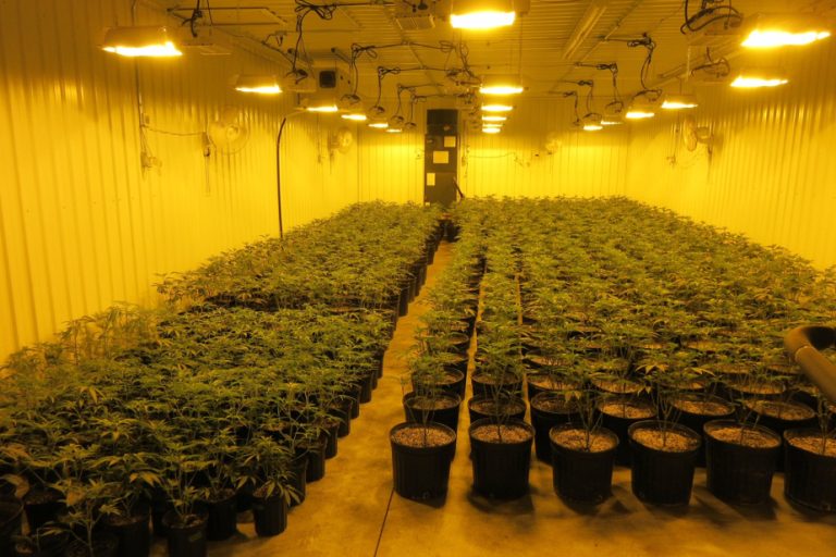 Illegal cannabis production |  Suspects had 22 Health Canada permits