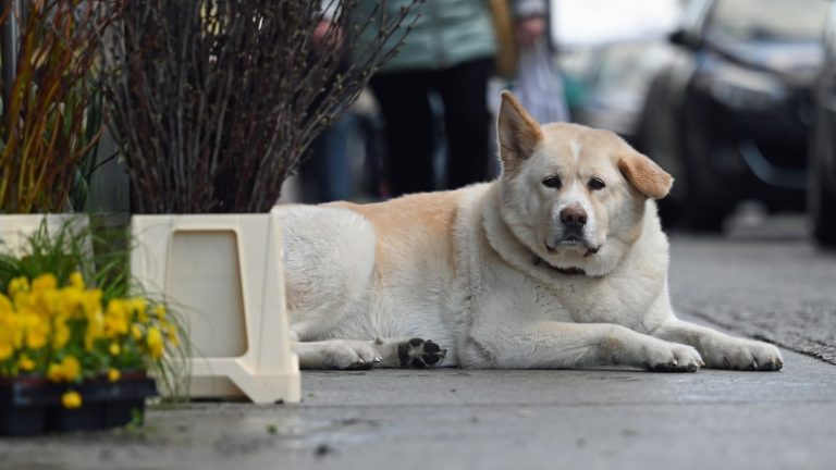 In Japan, private detective agencies for animals are multiplying