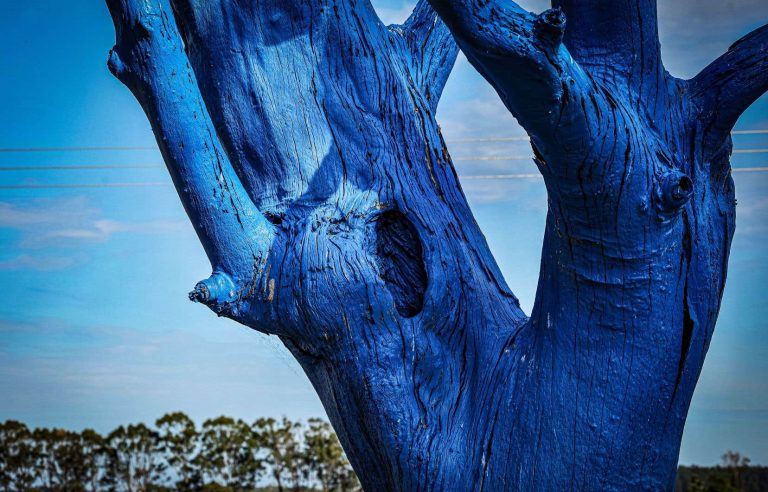 In pictures |  The Blue Tree Project in the eyes of Marie-France Coallier