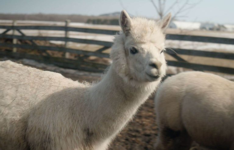 In pictures |  The Casa d’Alpacas in the eyes of Guillaume Levasseur