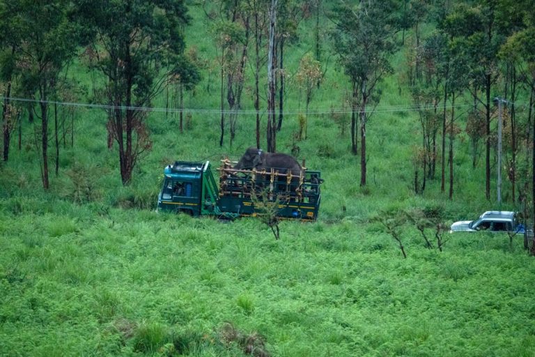 India |  Capture of a murderous, rice-loving wild elephant