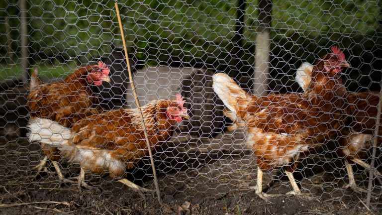 Is it true that it is risky to eat eggs from domestic chicken coops in Ile-de-France?