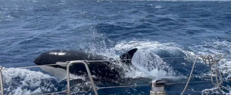 Killer whales sink yachts in groups