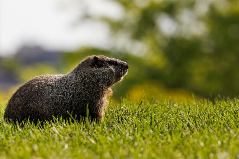 Kirkland |  Fined for catching a marmot