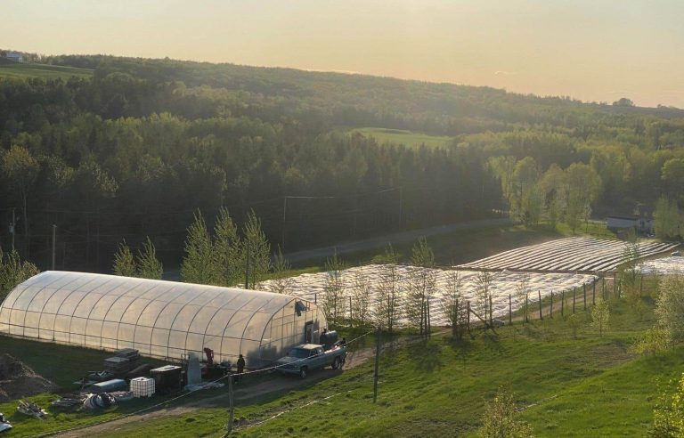 Late frost sends shivers down the spine of Quebec farmers